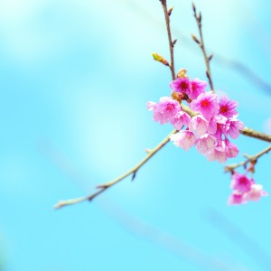 shutterstock_242330629-2